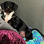 dog, dachshund, pet, indoor, blanket, cushion, purple, colorful, peace_sign, relaxed, curious, black_and_white, fur, animal, companion, cute, small_dog, snout, ears, tail