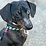 Harley joined the competition — help win amazing prizes! dog, dachshund, pet, animal, black, brown, blue_eye, collar, close_up, outdoor, canine, cute, ears, snout, fur, leash, portrait, alert, side_view, background_blur