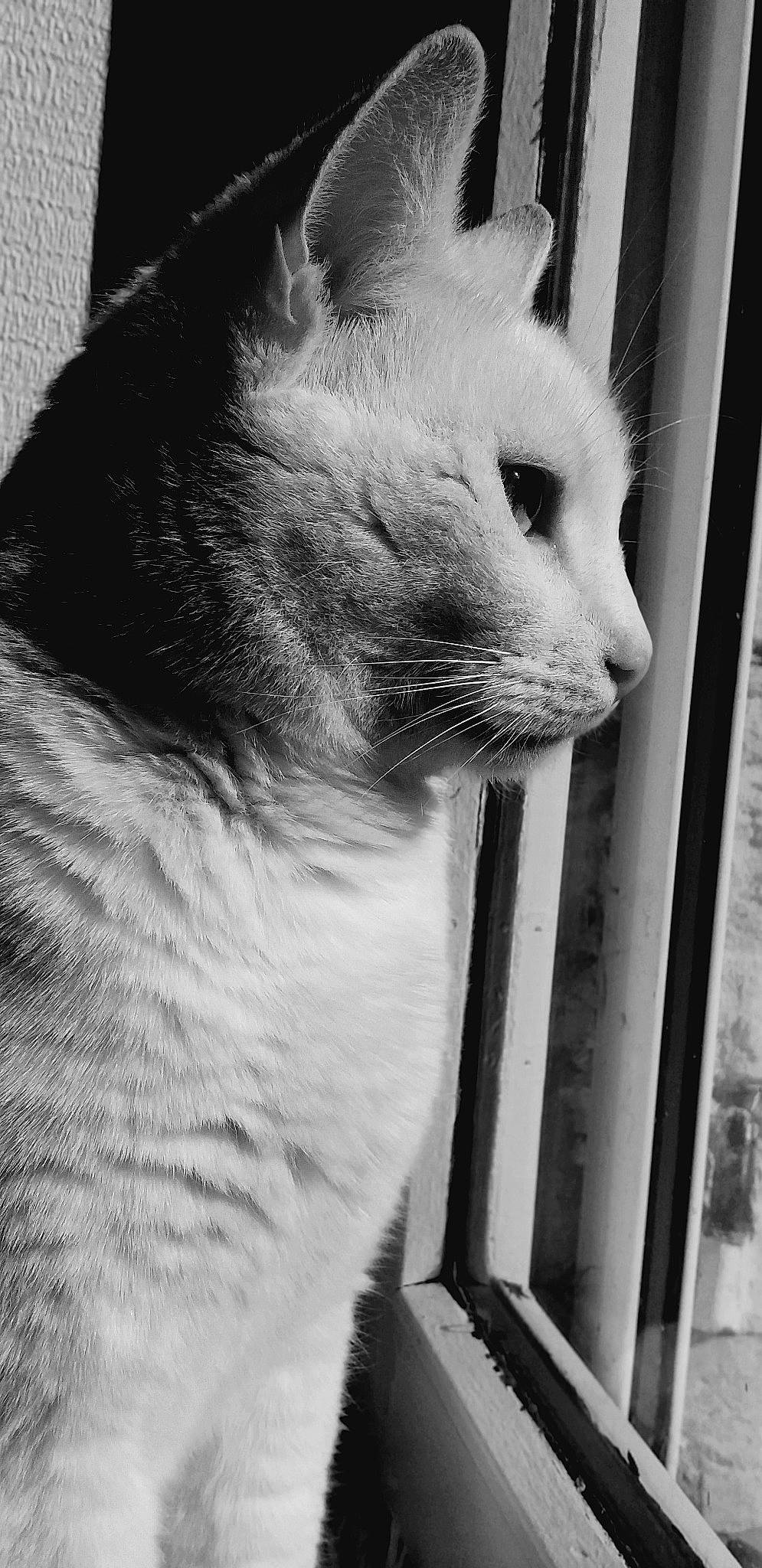 Flocon a rejoint le concours — aidez-le/la à gagner de superbes lots ! black, black_and_white, carnivore, cat, domestic_short_haired_cat, fawn, felidae, fur, grey, iris, monochrome, monochrome_photography, paw, small_to_medium_sized_cats, snout, style, tail, thai, whiskers, window