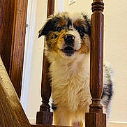 Aïko a rejoint le concours — aidez-le/la à gagner de superbes lots ! puppy, dog, australian_shepherd, stairs, wood, balusters, indoor, pet, curious, fluffy, young, animal, fur, cute, closeup, face, expression, home, domestic, friendly