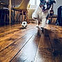 Aïko a rejoint le concours — aidez-le/la à gagner de superbes lots ! dog, puppy, playing, indoor, wooden_floor, ball, furniture, chair, window, radiator, home, pet, motion_blur, happy, running, cute, small, living_room, daylight, fun