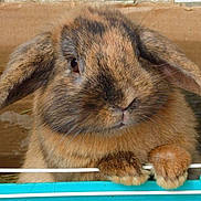 Panpan participe au concours pour gagner de l'argent avec cette photo :