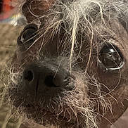 Grimm is registered to the contest to win money with this photo: dog, close_up, face, hair, whiskers, nose, eyes, pet, animal, scruffy, fur, muzzle, portrait, cute, looking_away, indoor, texture, expression, wild_hair, canine