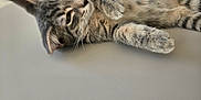 Stitch participe au concours pour gagner de l'argent avec cette photo : kitten, cat, tabby, pet, animal, fur, whiskers, paw, laying_down, cute, young, domestic_cat, striped, closeup, indoor, relaxed, feline, mammal, sleepy, soft