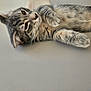kitten, cat, tabby, pet, animal, fur, whiskers, paw, laying_down, cute, young, domestic_cat, striped, closeup, indoor, relaxed, feline, mammal, sleepy, soft