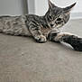 Stitch participe au concours pour gagner de l'argent avec cette photo : cat, tabby, pet, animal, floor, stretching, paw, indoor, feline, whiskers, ears, fur, relaxed, curious, domestic, mammal, closeup, laying, cute, home