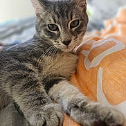 Stitch a rejoint le concours — aidez-le/la à gagner de superbes lots ! cat, tabby, pet, animal, feline, cute, fur, whiskers, paw, bed, blanket, orange, white, relaxed, indoor, close_up, portrait, sleepy, soft, cozy