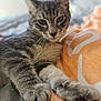 cat, tabby, pet, animal, feline, cute, fur, whiskers, paw, bed, blanket, orange, white, relaxed, indoor, close_up, portrait, sleepy, soft, cozy