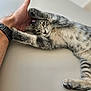 Stitch participe au concours pour gagner de l'argent avec cette photo : cat, gray_tabby, pet, animal, paw, human_hand, stretching, relaxed, indoor, closeup, feline, cute, playful, whiskers, fur, sleepy, resting, friendship, touch, soft