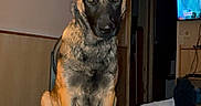 Aiko participe au concours pour gagner de l'argent avec cette photo : dog, german_shepherd, bed, blanket, indoor, room, television, furniture, person, legs, footwear, wall, doorway, lighting, pet, animal, sitting, looking, flash, cozy