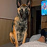 dog, german_shepherd, bed, blanket, indoor, room, television, furniture, person, legs, footwear, wall, doorway, lighting, pet, animal, sitting, looking, flash, cozy