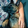 dog, sleeping, person, arm, tattoo, shirt, cartoon_print, hand, relaxation, indoor, couch, comfort, pet, animal, close_up, brown_fur, black_fur, resting, casual, cozy