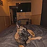 Aiko participe au concours pour gagner de l'argent avec cette photo : dog, bed, blanket, indoor, living_room, television, light, furniture, relaxed, pet, canine, comfort, cozy, brown, black, couch, home, resting, interior, quiet