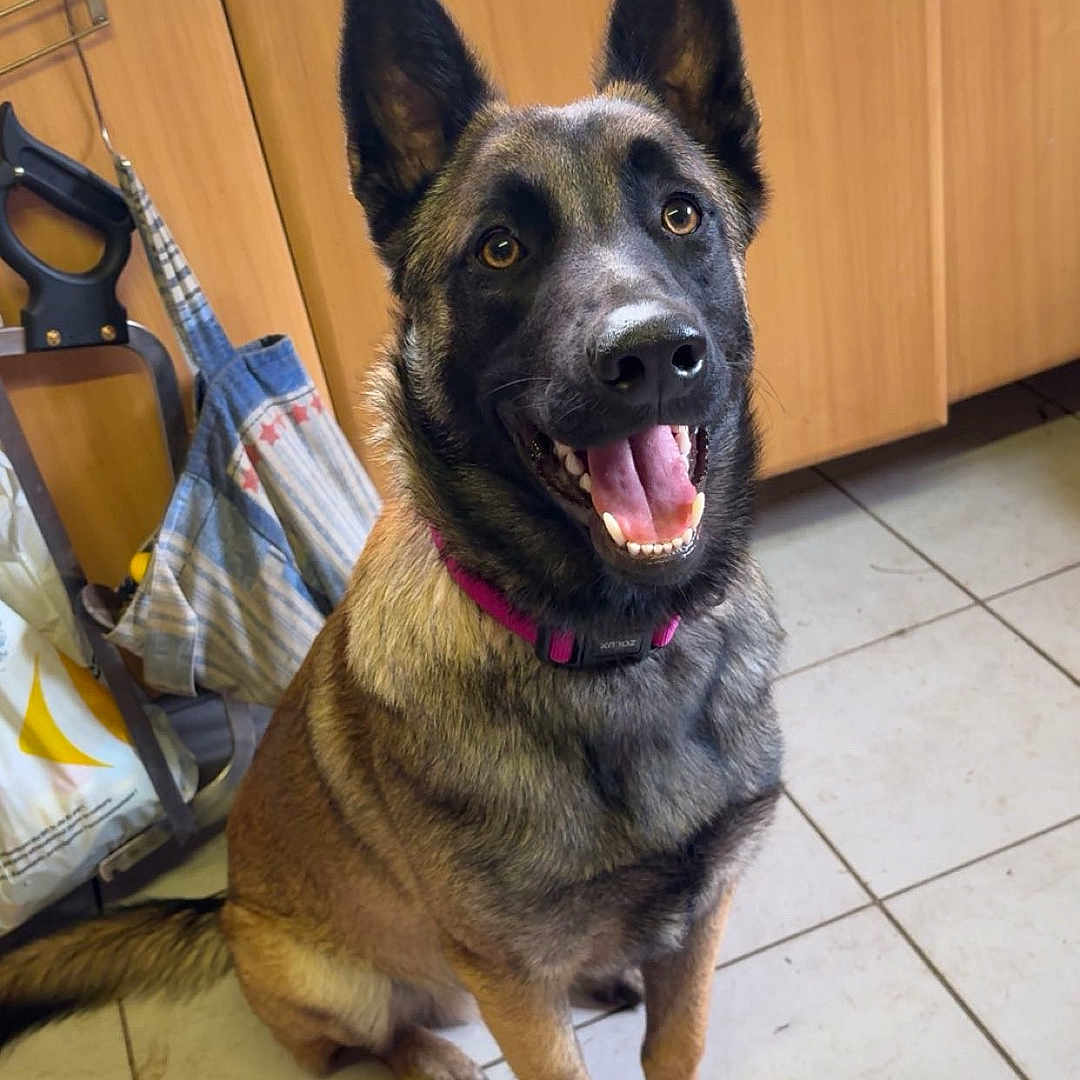 Aiko participe au concours pour gagner de l'argent avec cette photo : dog, german_shepherd, pet, indoor, kitchen, floor, tile, wooden_cabinet, collar, happy, sitting, tongue_out, brown_fur, black_fur, ears_up, domestic_animal, canine, friendly, obeying, household
