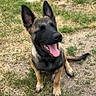Aiko participe au concours pour gagner de l'argent avec cette photo : dog, puppy, german_shepherd, grass, outdoor, tongue_out, happy, pet, animal, sitting, ears, smiling, nature, ground, playful, canine, young_dog, footwear, shoe, casual