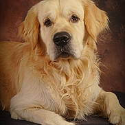 Palerme participe au concours pour gagner de l'argent avec cette photo : animal, brown_background, calm, canine, close_up, dog, domestic_animal, ears, face, fur, golden_retriever, indoor, laying_down, long_hair, looking_at_camera, mammal, paw, pet, portrait, studio