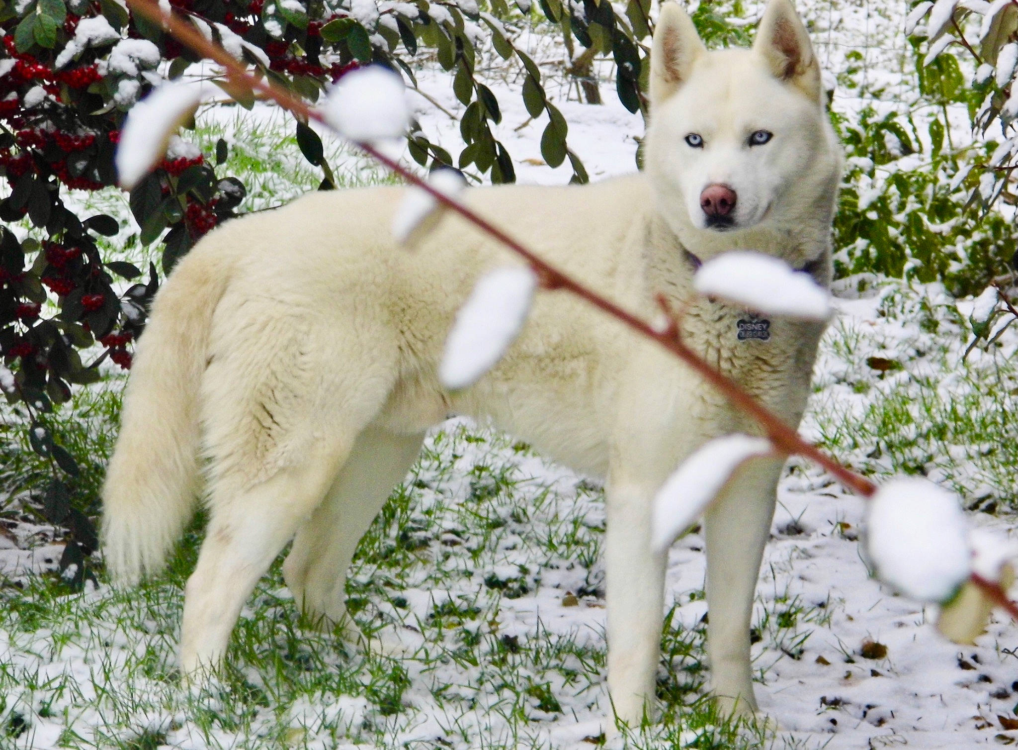 Disney a rejoint le concours — aidez-le/la à gagner de superbes lots ! canis, carnivore, companion_dog, dog, dog_breed, fawn, fur, grass, plant, siberian_husky, sled_dog, snow, sporting_group, tail, terrestrial_animal, twig, wildlife, wolf, working_animal, working_dog