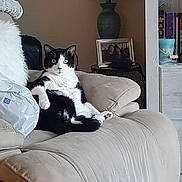 Benny joined the competition — help win amazing prizes! cat, black_and_white, couch, living_room, lamp, photograph, bookshelf, foot, toenails, red_nail_polish, carpet, furniture, relaxed, indoor, pet, home, cozy, seated, animal, domestic