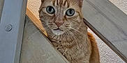 Châtaigne a rejoint le concours — aidez-le/la à gagner de superbes lots ! animal, cat, closeup, curious, cute, domestic_cat, ears, eyes, feline, fur, ginger_cat, house_pet, indoor, looking, pet, portrait, texture, wall, whiskers, wooden_railing