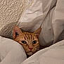 Châtaigne a rejoint le concours — aidez-le/la à gagner de superbes lots ! cat, orange_tabby, bed, blanket, comforter, cozy, indoor, pet, feline, fur, whiskers, ears, face, resting, cute, domestic_animal, sleepy, textured_wall, white, soft