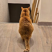 Châtaigne a rejoint le concours — aidez-le/la à gagner de superbes lots ! cat, ginger_cat, feline, wooden_floor, indoors, back_view, tail, pet, animal, curious, quiet, stairs, wall, flooring, home, domestic, fur, sitting, still_life, cozy