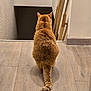 cat, ginger_cat, feline, wooden_floor, indoors, back_view, tail, pet, animal, curious, quiet, stairs, wall, flooring, home, domestic, fur, sitting, still_life, cozy