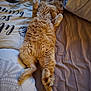 cat, orange_cat, sleeping, bed, blanket, pillow, fur, relaxed, indoor, pet, cozy, animal, cute, resting, tabby, whiskers, soft, comfort, feline, domestic_animal