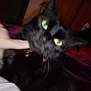 Willow Lynn joined the competition — help win amazing prizes! animal, bed, black_cat, blanket, cat, close_up, collar, cute, domestic, fur, furniture, green_eyes, hand, indoor, night, pet, playful, portrait, purple_collar, whiskers