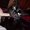 black_cat, cat, green_eyes, collar, purple_collar, hand, indoor, close_up, pet, playful, fur, whiskers, animal, bed, blanket, furniture, domestic, night, portrait, cute