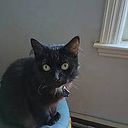 Willow Lynn is registered to the contest to win money with this photo: cat, black_cat, pet, indoor, chair, cushion, window, yellow_eyes, fur, animal, domestic_animal, looking, curious, sitting, feline, ears, whiskers, collar, tag, home