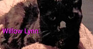Willow Lynn joined the competition — help win amazing prizes! cat, animal, pet, feline, blanket, resting, indoor, soft, fur, dark_color, face, whiskers, ears, cozy, sleepy, closeup, name_text, pink_text, blurred, comfort