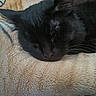 Willow Lynn is registered to the contest to win money with this photo: black_cat, cat, sleeping, resting, fur, whiskers, ears, blanket, texture, soft, cozy, closeup, pet, animal, indoor, cute, relaxation, mammal, feline, peaceful