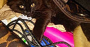 Willow Lynn joined the competition — help win amazing prizes! animal, bag, black_cat, blue, cables, cat, clutter, container, curious, exploration, eyes, fabric, fur, hidden, indoor, pet, pink, stuffed, yellow, zipper