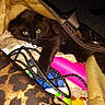 Willow Lynn joined the competition — help win amazing prizes! cat, black_cat, pet, animal, bag, clutter, cables, yellow, pink, blue, fabric, zipper, indoor, curious, eyes, fur, hidden, exploration, container, stuffed