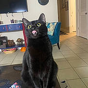 Thomas is registered to the contest to win money with this photo: cat, black_cat, pet, tongue_out, fangs, indoor, living_room, chair, television, table, tile_floor, decor, curious, funny_expression, animal, feline, home, cute, sitting, wide_eyes