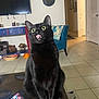 cat, black_cat, pet, tongue_out, fangs, indoor, living_room, chair, television, table, tile_floor, decor, curious, funny_expression, animal, feline, home, cute, sitting, wide_eyes