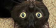 Thomas is registered to the contest to win money with this photo: black_cat, cat, upside_down, yellow_eyes, whiskers, fangs, carpet, indoor, pet, feline, close_up, curious, playful, animal, domestic_cat, texture, fur, face, cute, relaxed