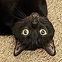 black_cat, cat, upside_down, yellow_eyes, whiskers, fangs, carpet, indoor, pet, feline, close_up, curious, playful, animal, domestic_cat, texture, fur, face, cute, relaxed