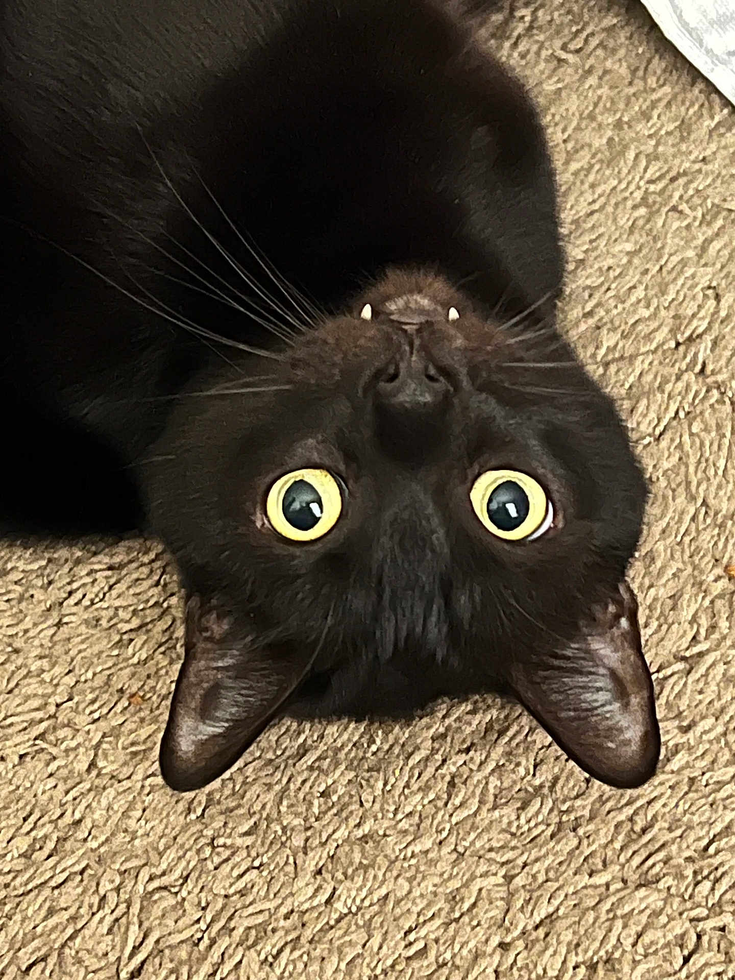 Thomas is registered to the contest to win money with this photo: black_cat, cat, upside_down, yellow_eyes, whiskers, fangs, carpet, indoor, pet, feline, close_up, curious, playful, animal, domestic_cat, texture, fur, face, cute, relaxed