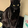 Thomas joined the competition — help win amazing prizes! black_cat, cat, pet, animal, feline, kitchen, bowl, counter, indoor, yellow_eyes, sitting, domestic_cat, black_fur, decor, flamingo_sign, curious, portrait, whiskers, tail, closeup