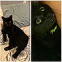 Thomas is registered to the contest to win money with this photo: black_cat, cat, pet, indoor, bed, quilt, pillow, feline, animal, close_up, collar, yellow_eyes, whiskers, fur, cute, relaxed, curious, expression, domestic_cat, two_photos