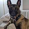 alert, animal, belgian_malinois, brown_fur, canine, closeup, collar, couch, dog, domestic_animal, ears, face, furniture, indoor, leash, looking, paw, pet, portrait, resting