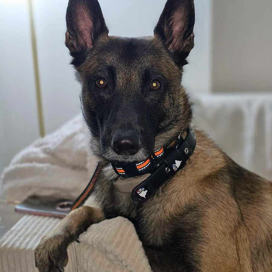Taïco a rejoint le concours — aidez-le/la à gagner de superbes lots ! alert, animal, belgian_malinois, brown_fur, canine, closeup, collar, couch, dog, domestic_animal, ears, face, furniture, indoor, leash, looking, paw, pet, portrait, resting