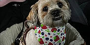 Yogi Bear is registered to the contest to win money with this photo: adorable, animal, bandana, brown_and_white, car_interior, closeup, comfort, cozy, cute, dog, fluffy, harness, indoor, leash, looking_up, night, pet, pet_bed, seat, small_dog
