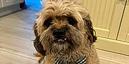 Yogi Bear is registered to the contest to win money with this photo: dog, pet, indoor, floor, bow_tie, party_hat, cute, fluffy, brown_fur, small_dog, looking_up, adorable, animal, canine, companion, home, wooden_floor, cabinet, door, portrait
