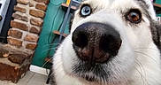 Mabel joined the competition — help win amazing prizes! dog, husky, close_up, heterochromia, blue_eye, brown_eye, nose, indoor, fireplace, brick_wall, shelf, plant, floor_tile, pet, canine, curious, animal, fur, whiskers, snout