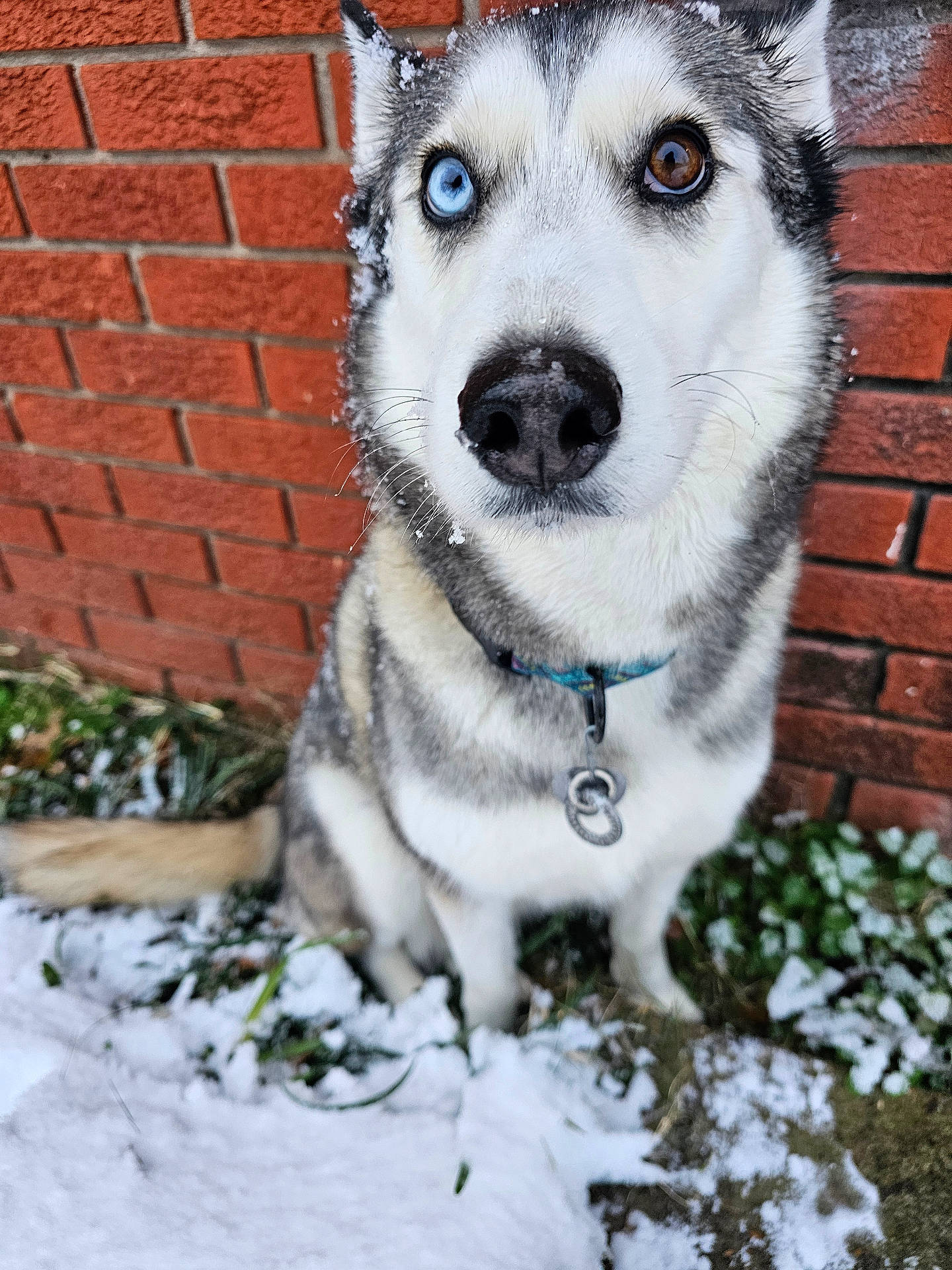 Mabel is registered to the contest to win money with this photo: animal, blue_eye, brick_wall, brown_eye, canine, close_up, collar, cute, dog, friendly, fur, heterochromia, husky, nature, outdoor, pet, portrait, sitting, snow, winter
