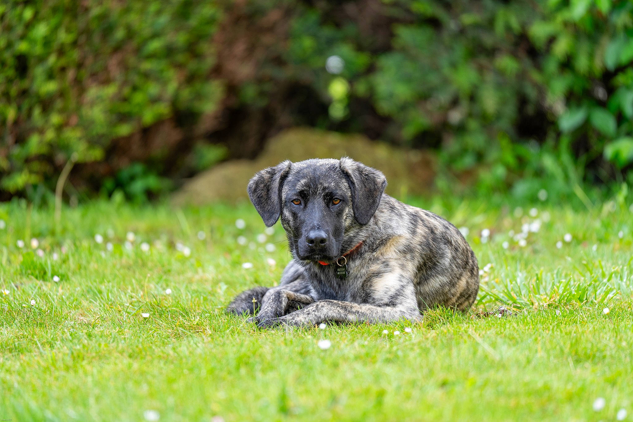 Uzi a rejoint le concours — aidez-le/la à gagner de superbes lots ! canidae, carnivore, companion_dog, dog, dog_breed, fawn, grass, grassland, groundcover, gun_dog, hunting_dog, non_sporting_group, plant, snout, sporting_group, terrestrial_animal, wildlife, working_dog