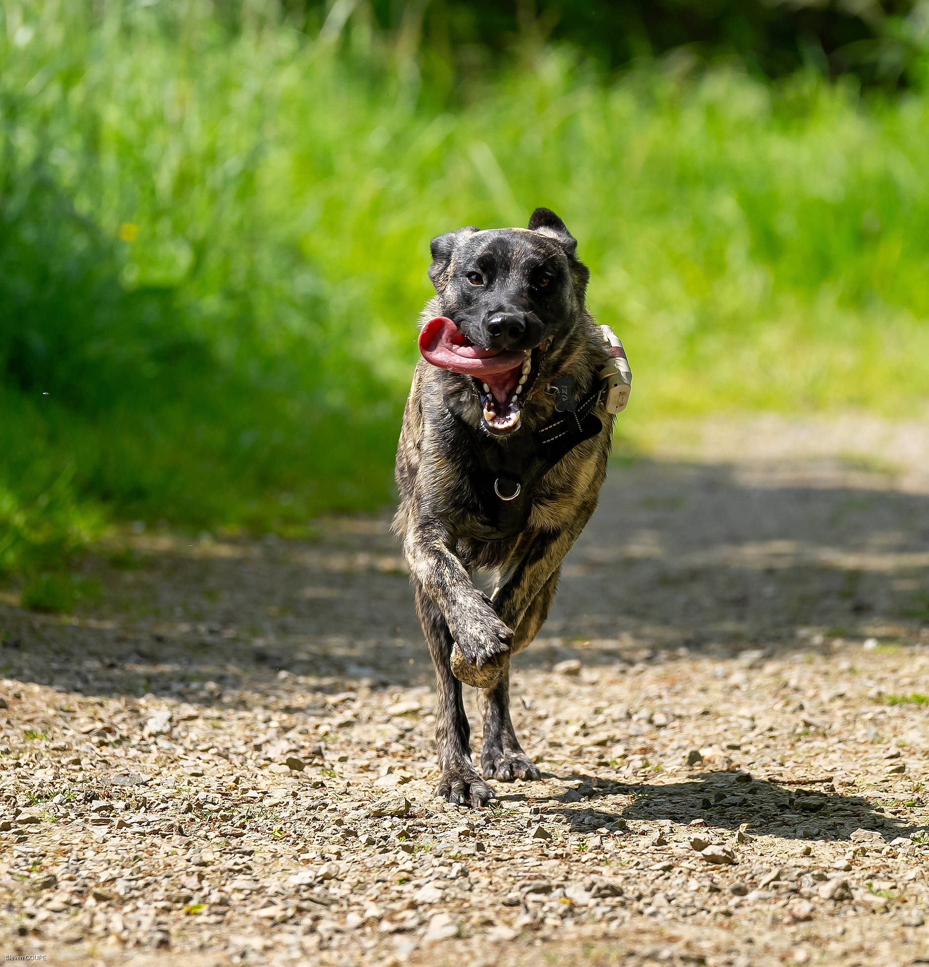 Uzi a rejoint le concours — aidez-le/la à gagner de superbes lots ! army, canidae, carnivore, collar, companion_dog, dog, dog_breed, fawn, grass, military_camouflage, paw, pointing_breed, running, snout, soil, soldier, sporting_group, tail, terrestrial_animal, working_animal