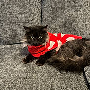 Stella joined the competition — help win amazing prizes! animal, black_cat, cat, couch, cozy, cute, domestic_cat, fluffy, furniture, gray_couch, indoor, long_hair, mammal, pet, red_sweater, relaxed, sweater, tail, whiskers, white_pattern